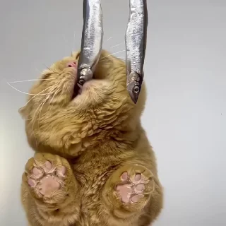 🐈‍⬛️