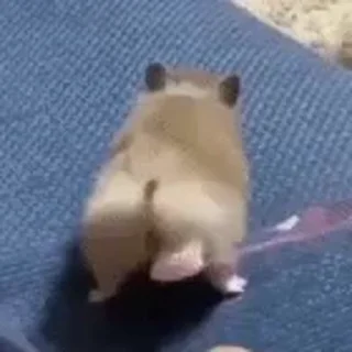 🤩