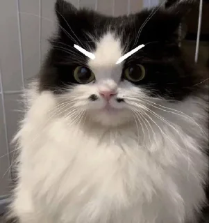 😼