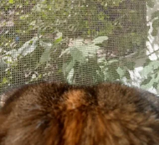 🐈
