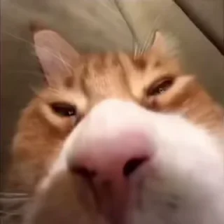 👃