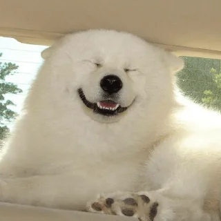 🐕