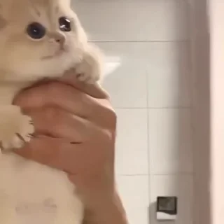 🌟