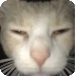 🐱
