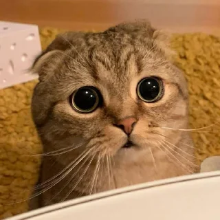 🐈