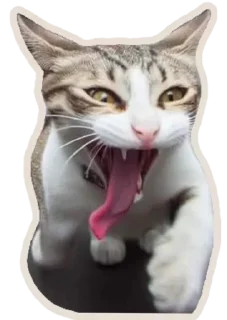 🐈