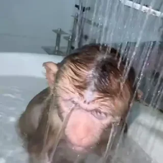 🙉