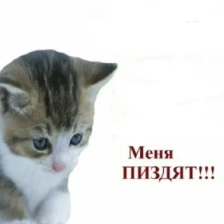 🐱