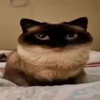 😶