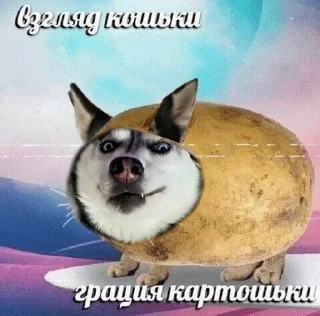 🤪