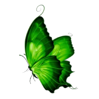 🦋