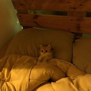 😴