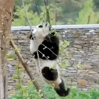 🐼