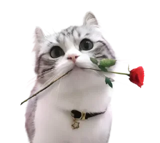 🌹