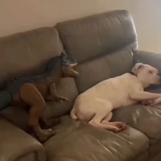 🐩