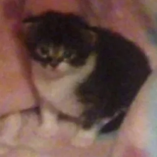 😿