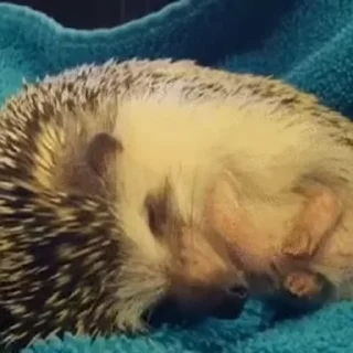💤