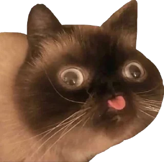 🤪