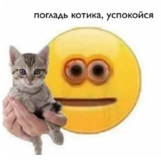 🐱