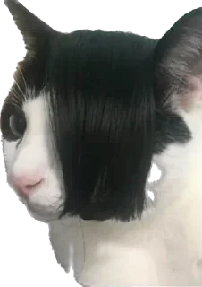 🐱