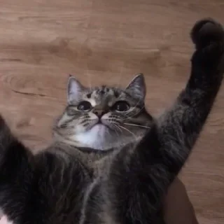 😸