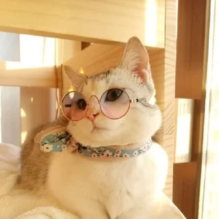 👓