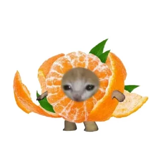 🐱