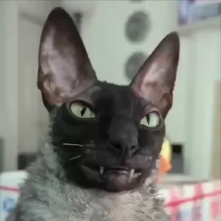 😺