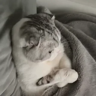 🐱