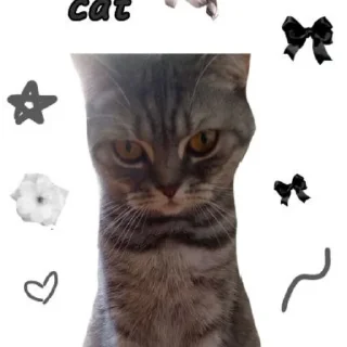 🐱