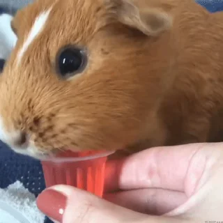 🐹