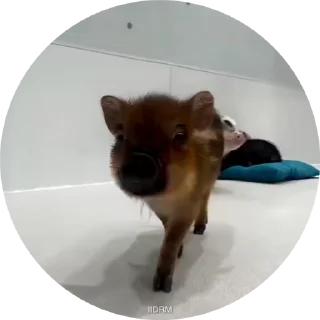 🐽