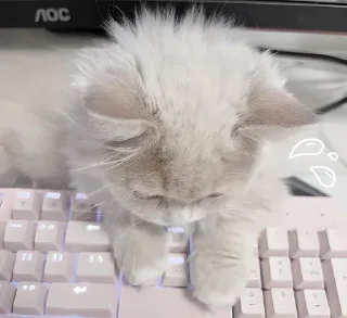 ᨳ◞ cats; 🐾 -> @wexsavi ꒱