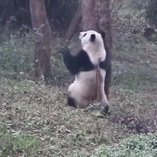 🐼