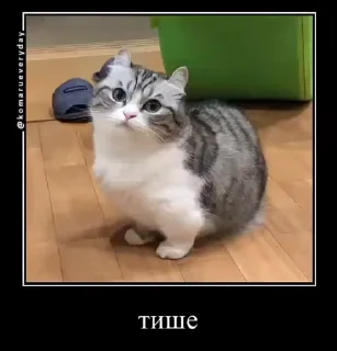 🐱