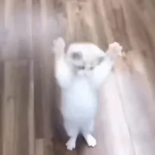 🐈