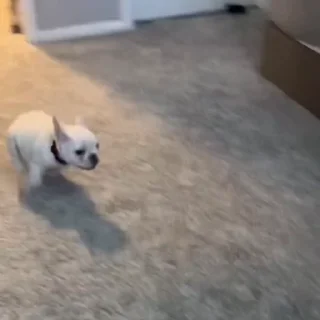 🐩