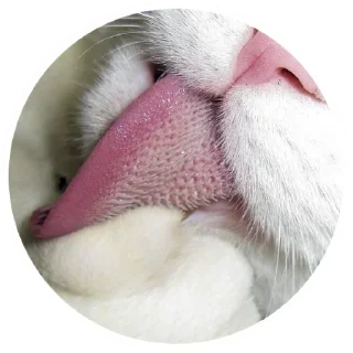😋
