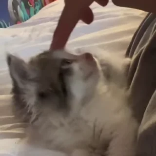 🙀