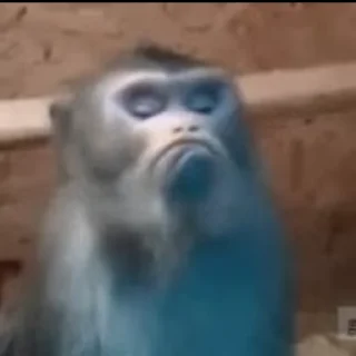 🐵