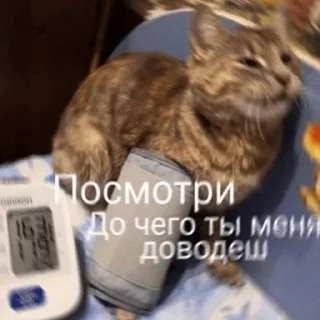 🐕