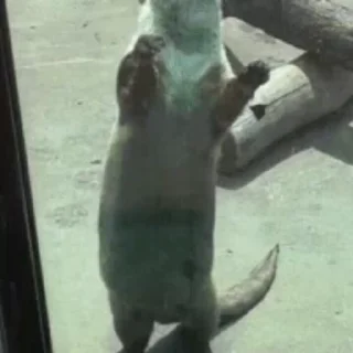 🥳