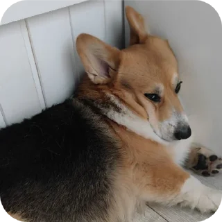 🐶