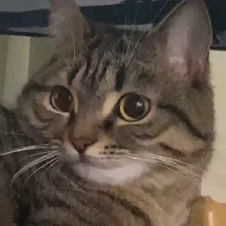 🥺