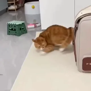 🐈