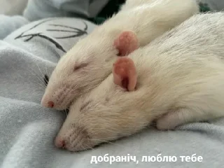 💤
