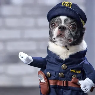 🐶