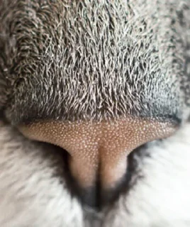 👃