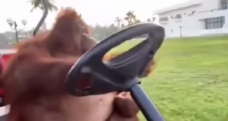 🐵