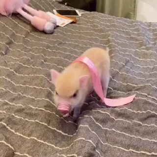 🐽